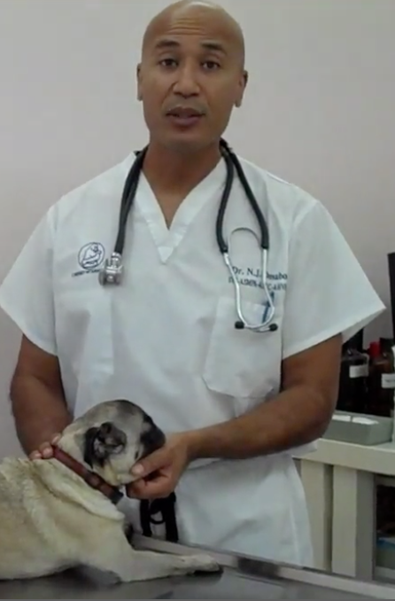 Dr avec chien, Vétérinaire Versoix, Veterinaire Versoix, Versoix Veterinaire, Versoix Vétérinaire, cabinet vétérinaire versoix, cabinet veterinaire versoix, clinique vétérinaire versoix, vétérinaire de Garde Versoix,veterinaire de Garde Versoix, Cabinet Vétérinaire International